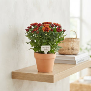 Chrysanthemum ‘Splash Energy’ – 12cm Pot