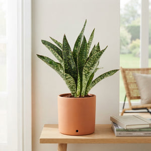 Snake Plant (Sansevieria trifasciata) – 14cm Pot