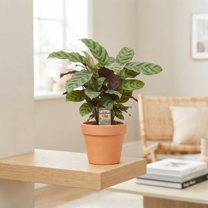 Calathea Houseplant – 12cm Pot, 55cm High