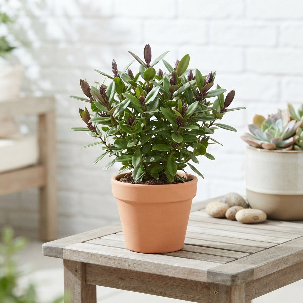 Hebe Donna Eva – 12cm Pot, 32cm Height