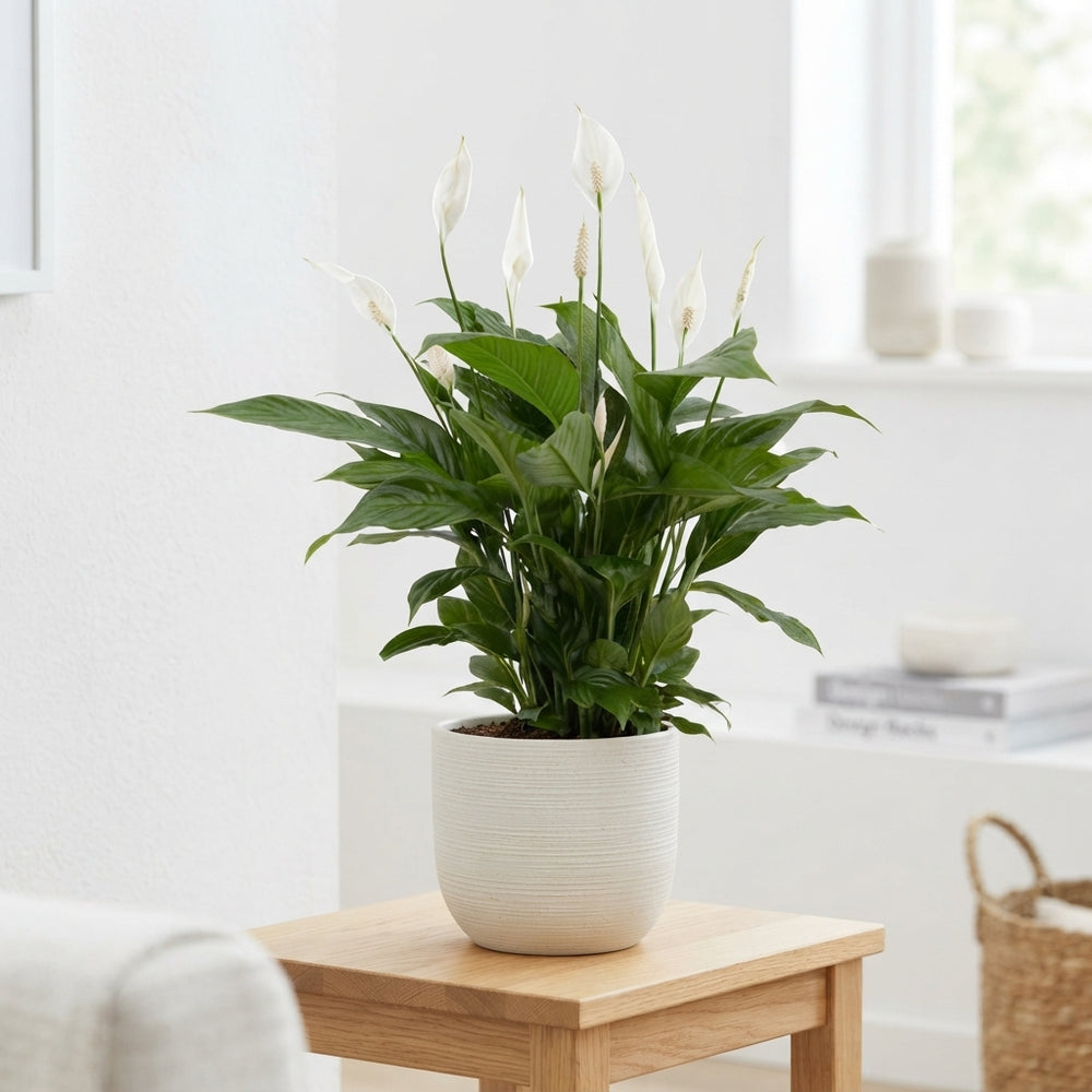 Peace Lily ‘Vivaldi’ (Spathiphyllum) – 17cm Pot