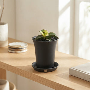 Sans Star Snake Plant (Sansevieria) – 7.5cm Pot