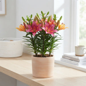 Tiny Ghost Asiatic Lily – 13cm Pot, 38cm High