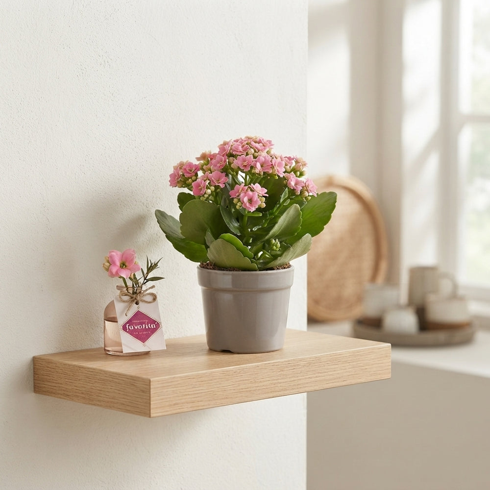 Pink Kalanchoe Houseplant – 10.5cm Pot