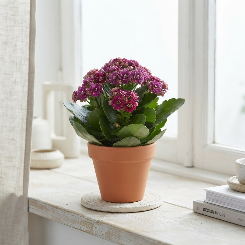 Purple Double Kalanchoe – 10.5cm Pot