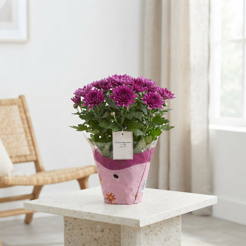 Mixed Chrysanthemum (Chrysanthemum indicum) – 12cm Pot