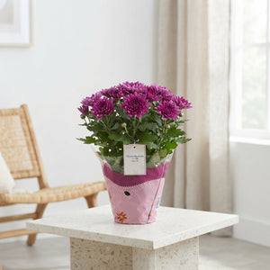 Mixed Chrysanthemum (Chrysanthemum indicum) – 12cm Pot