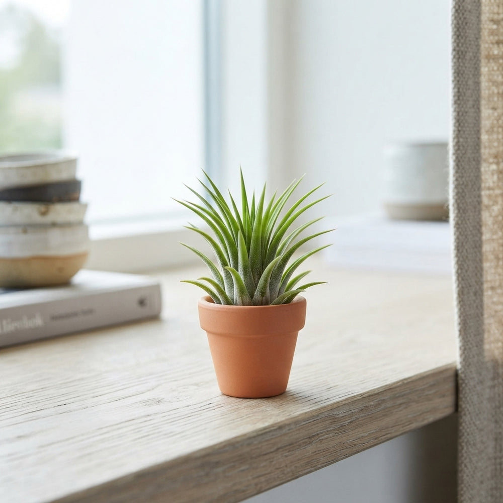 Tillandsia ionantha Air Plant in Terracotta Pot – 5cm