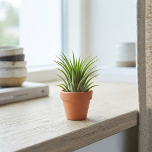 Tillandsia ionantha Air Plant in Terracotta Pot – 5cm