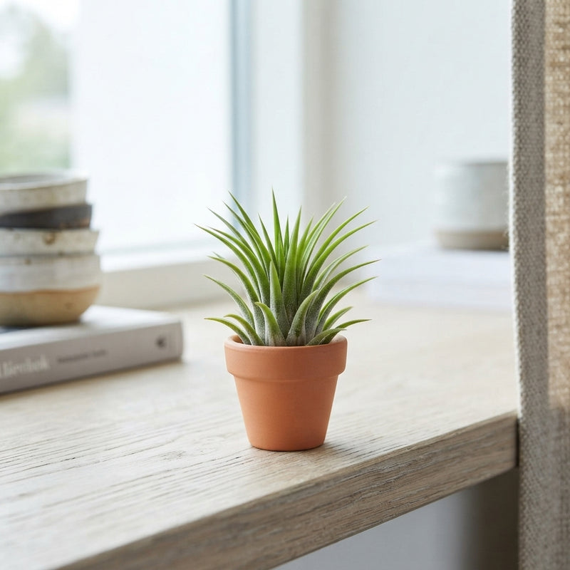 Tillandsia ionantha Air Plant in Terracotta Pot – 5cm
