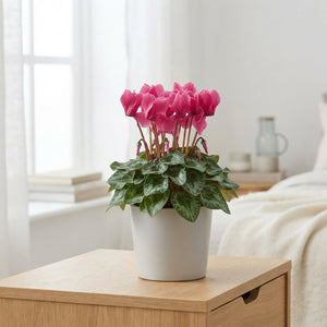 Mixed Small-Flowered Cyclamen persicum – 10.5cm Pot