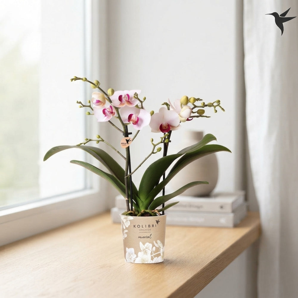 White Phalaenopsis Orchid ‘Kolibri Gibraltar’ – 9cm Pot