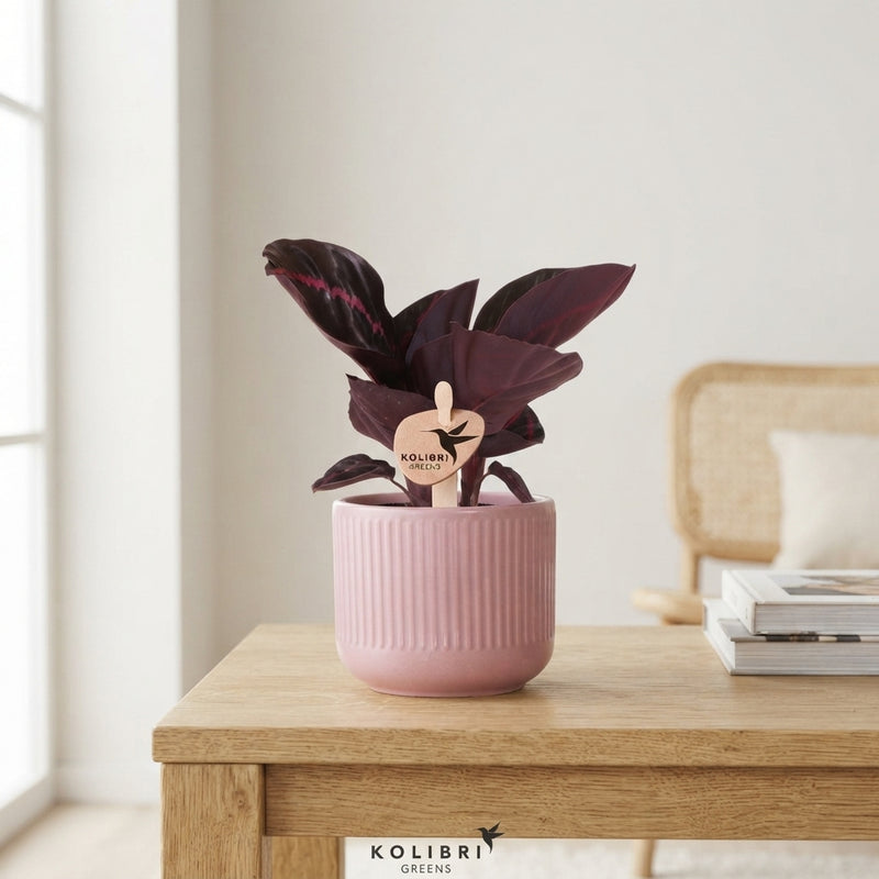 Mixed Calathea Houseplant – 6cm Pot