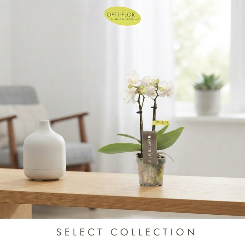 White Mini Phalaenopsis Orchid – 7cm Pot