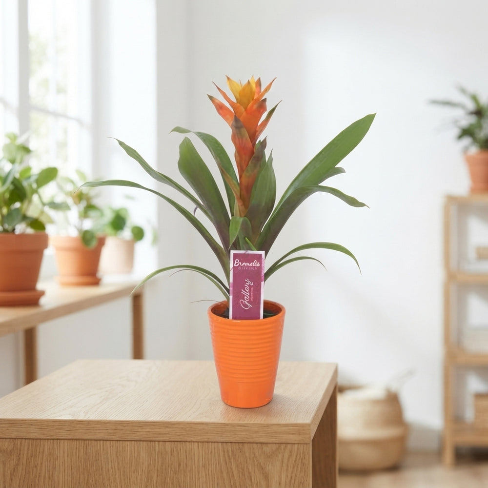 Guzmania Bromeliad – Orange Ribbed Ceramic Pot, 11cm