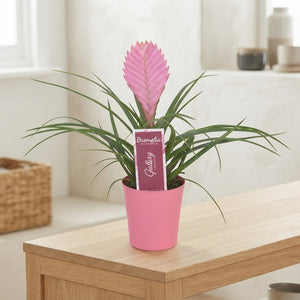 Pink Tillandsia cyanea 'Anita' – 10cm Pot