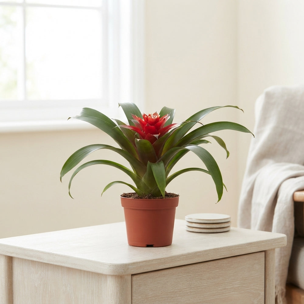 Guzmania 'Priscilla' Bromeliad – 9cm Pot