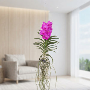 Vanda Orchid – 17cm Pot, Approx. 80cm