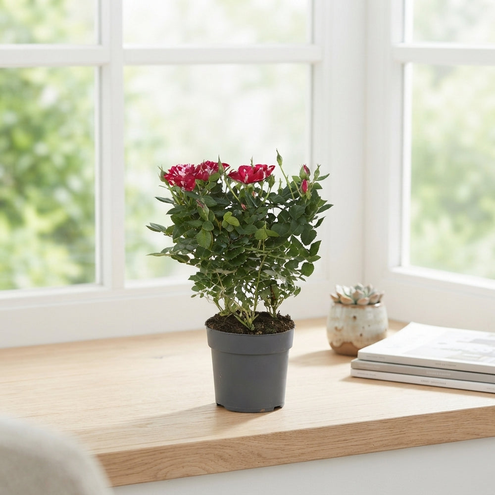 Red Rose ‘Gigi’ – 10.5cm Pot