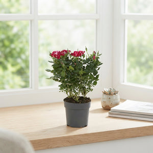 Red Rose ‘Gigi’ – 10.5cm Pot