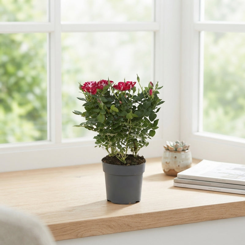 Red Rose ‘Gigi’ – 10.5cm Pot