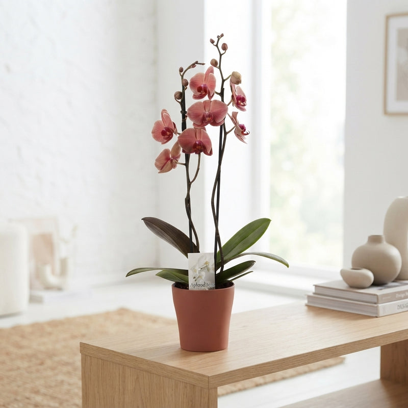 Mixed Phalaenopsis Orchid – 2 Stem, 12cm Ceramic Pot