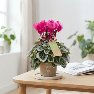 White Small-Flowered Cyclamen persicum – 10.5cm Pot