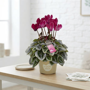 White Cyclamen persicum – 10.5cm Pot