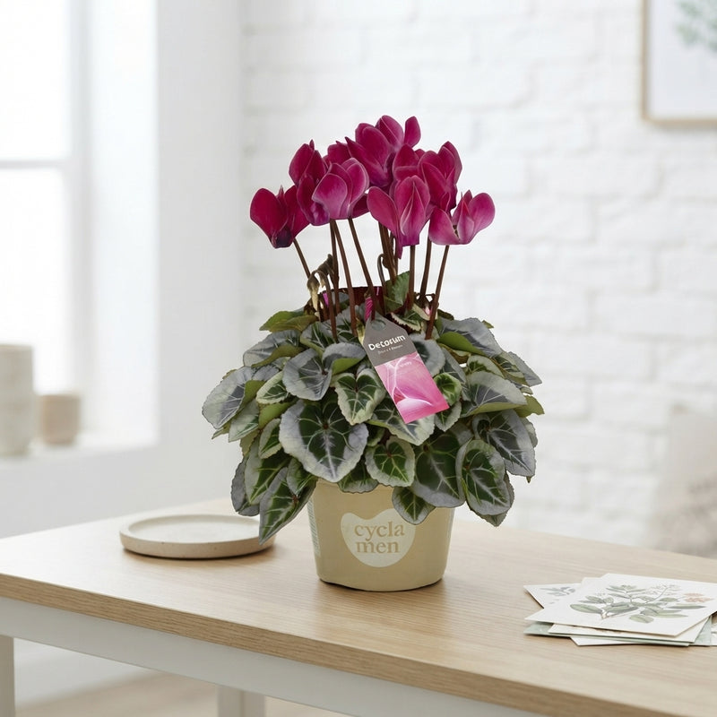 White Cyclamen persicum – 10.5cm Pot