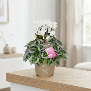 White Cyclamen persicum – 10.5cm Pot