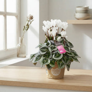 White Small-Flowered Cyclamen (Cyclamen persicum) – 10.5cm Pot