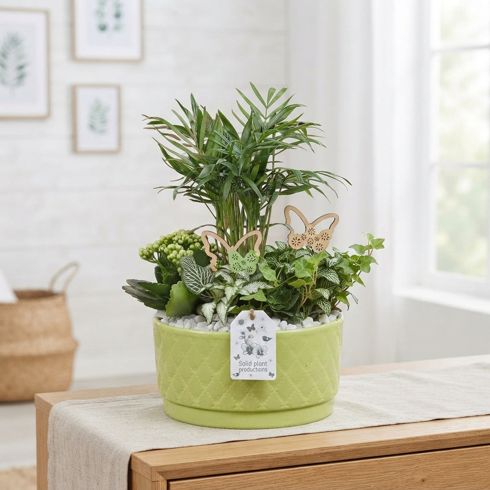 Loes Light Green Mixed Plant Arrangement – 18cm Pot