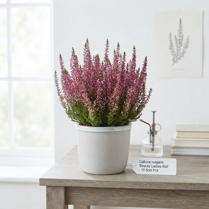 Red Heather (Calluna vulgaris) – 10.5cm Pot