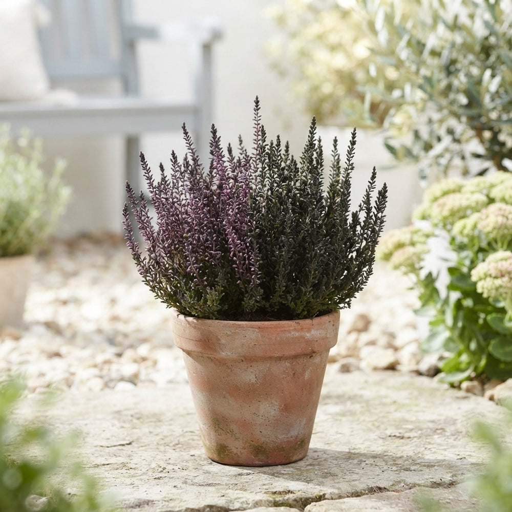 Calluna Garden Girls Sunset Twins Heather – 11cm Pot