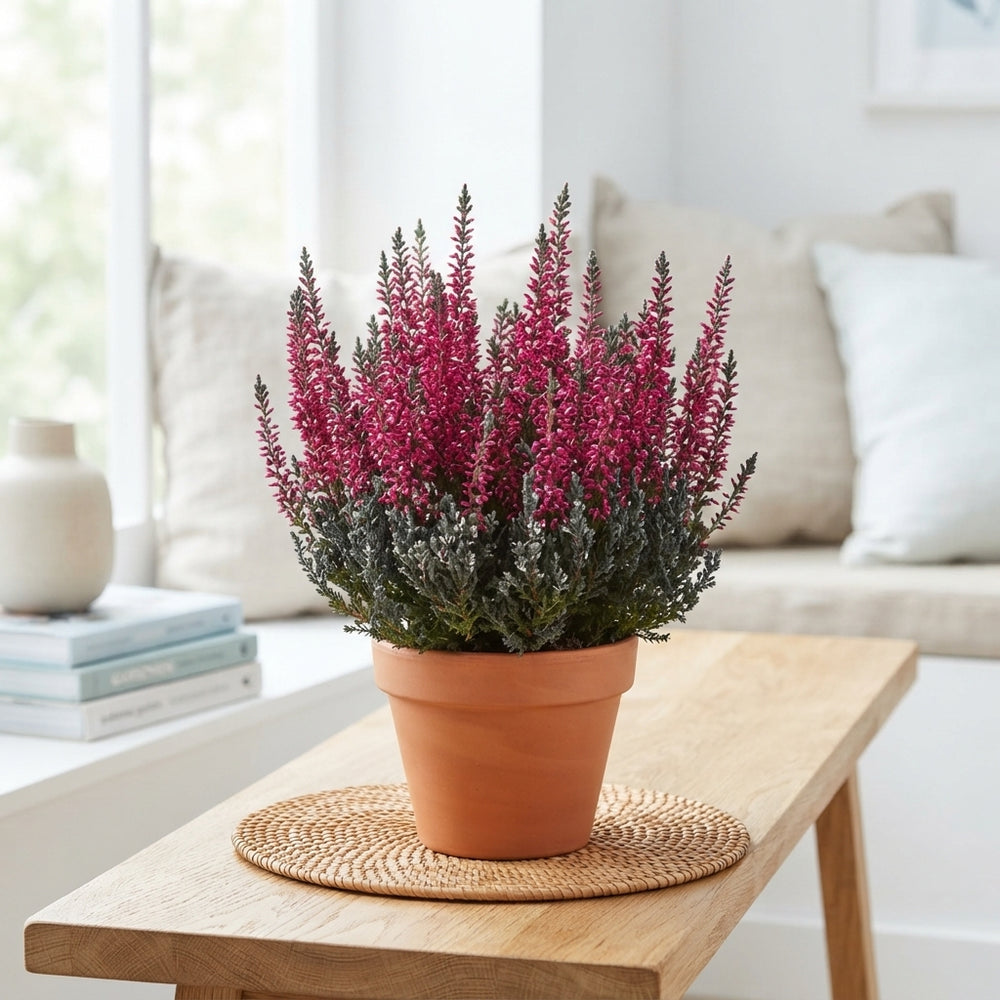 Calluna vulgaris ‘Garden Girls’ Fluffy Duo – 17cm Pot