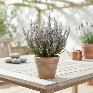 Grey Heather (Calluna vulgaris) – 11cm Pot