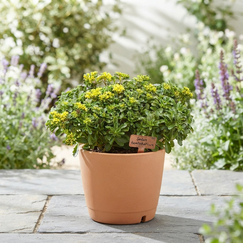 Orange Stonecrop (Sedum kamtschaticum) – 13cm Pot
