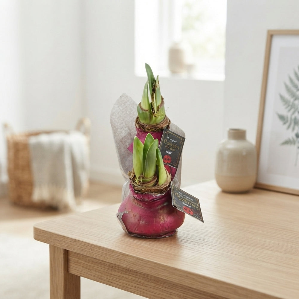 Waxed Hippeastrum ‘Saturnus’ Mixed Colours – 32cm