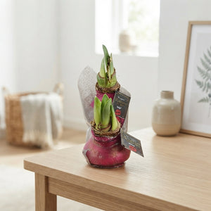 Waxed Hippeastrum ‘Saturnus’ Mixed Colours – 32cm