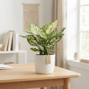 Aglaonema Ivory Jade – 12cm Pot