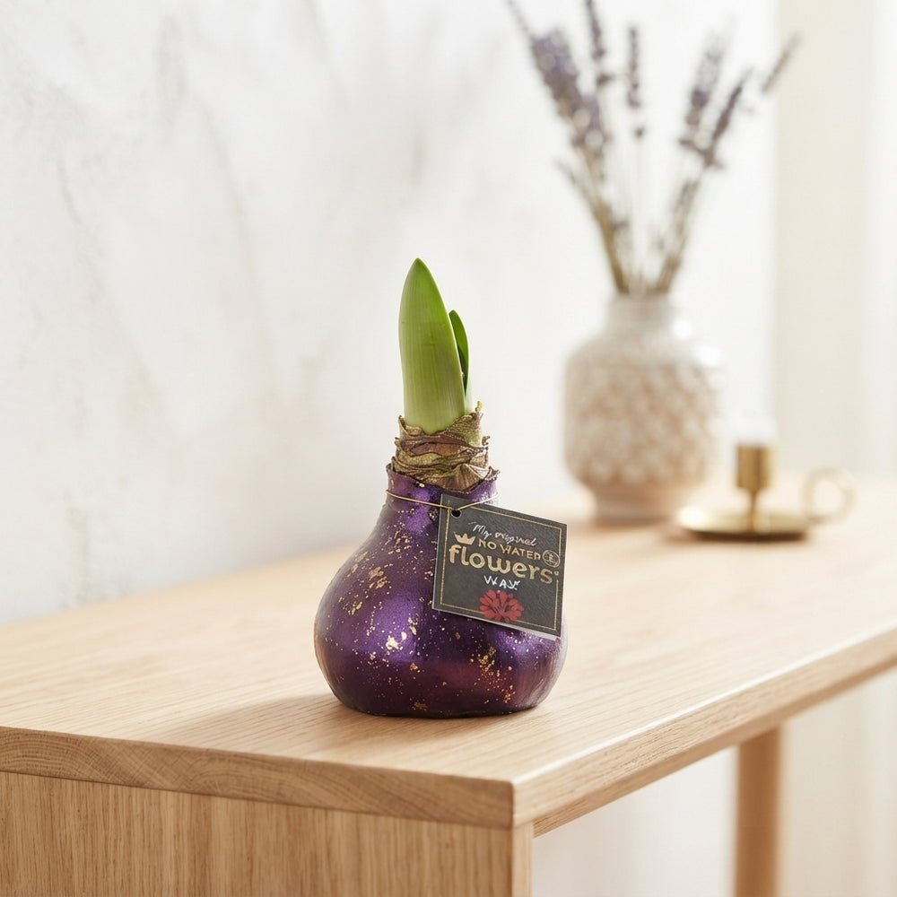 Purple Wax Amaryllis ‘Hippeastrum’ – 32cm