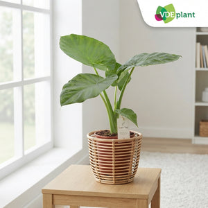 Alocasia macrorrhiza Elephant Ear Plant – 17cm Pot