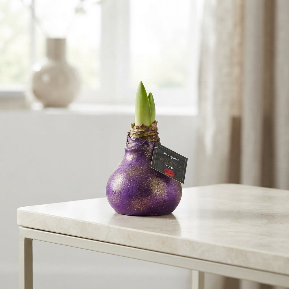Waxed Hyacinth ‘Galaxy Polaris’ Mix – 20cm