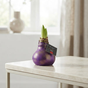 Waxed Hyacinth ‘Galaxy Polaris’ Mix – 20cm