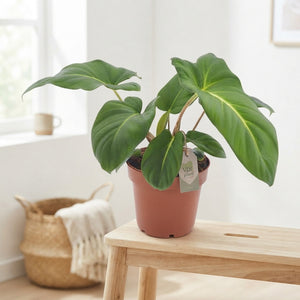 Adelonema crinipes Houseplant – 12cm Pot