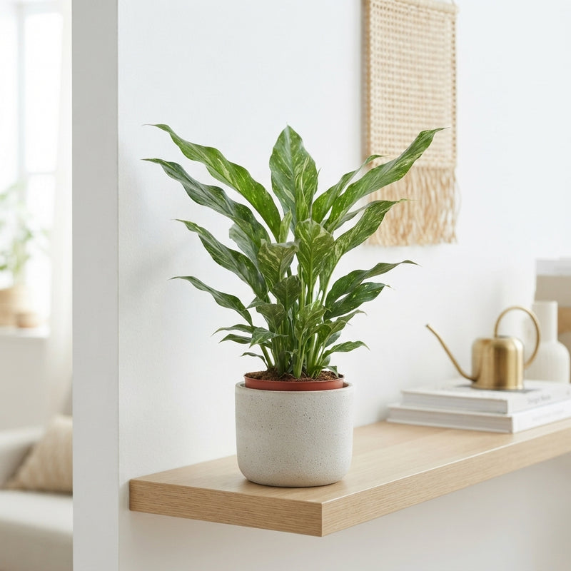 Peace Lily ‘Diamond’ (Spathiphyllum) – 12cm Pot