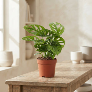 Swiss Cheese Plant (Monstera adansonii) – 12cm Pot