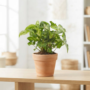 Syngonium Pixie Arrowhead Plant – 12cm Pot
