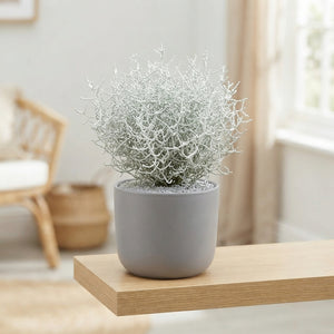 Calocephalus Brownii Silver Bush – 13cm Pot