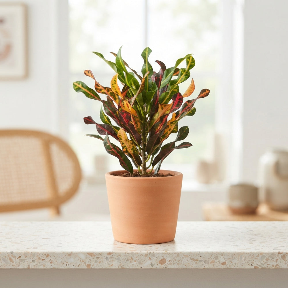 Large-Leaved Croton (Codiaeum) – 6cm Pot